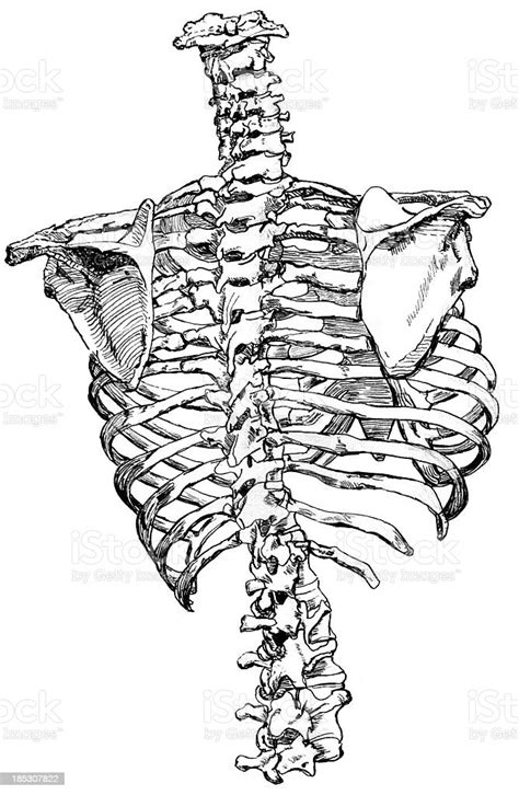 Skeleton Spinal Cord Scapula And Ribs Posterior View Stock Illustration