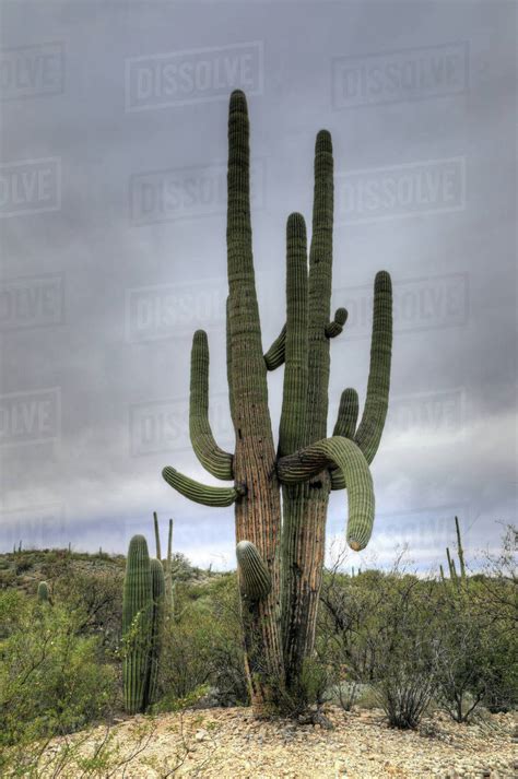 Very Large Saguaro Cactus In The Sonora Desert Stock Photo Dissolve