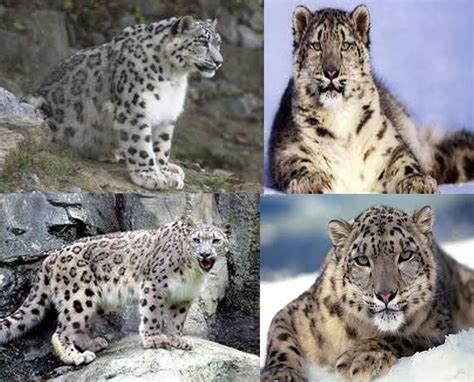 Snow Leopard Animals Species