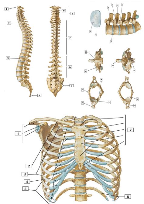 Vértebras e costelas Anatomia Humana I