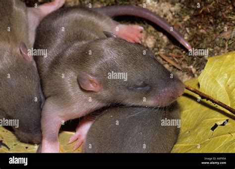Brown Rats Rattus Norvegicus Baby Hi Res Stock Photography And Images
