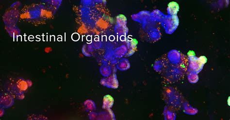 Intestinal Organoids