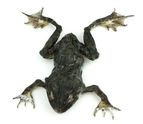 Real Taxidermy Asian Grass Frog Fejervarya Limnocharis Dried Specimen