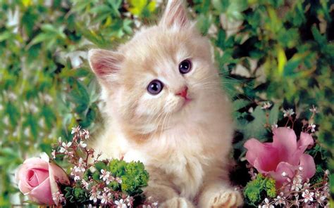 42 Spring Kittens Desktop Wallpaper