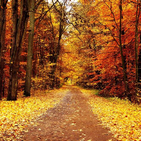 Autumn Pathway Wallpaper For Ipad Air