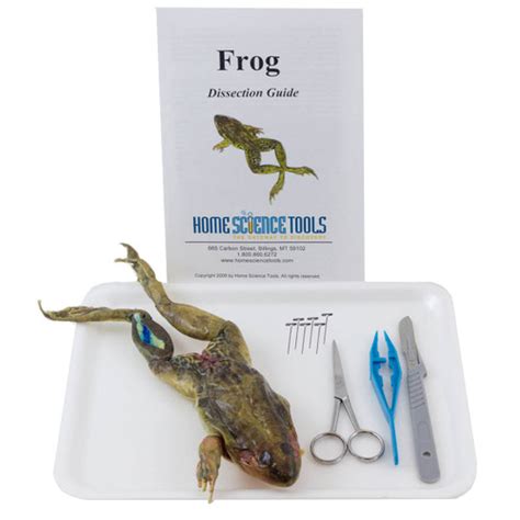 Frog Dissection Kit Biology Frog Dissection For Anatomy Lab