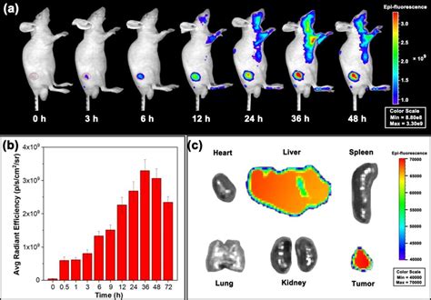 A Time Dependent Fluorescence Imaging Of T Tumor Bearing Mice And