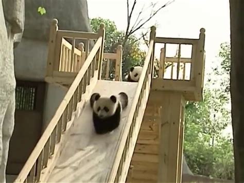 Cute Pandas Playing On The Slide