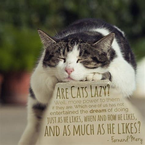 30 Cat Lovers Quotes Only Cat Lovers Will Understand Cat Lover Quote