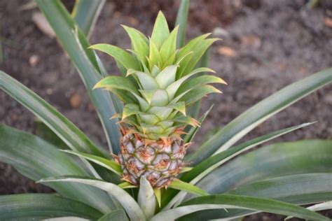 Ananaspflanze Pflege Düngen Gießen Umtopfen And Vieles Mehr