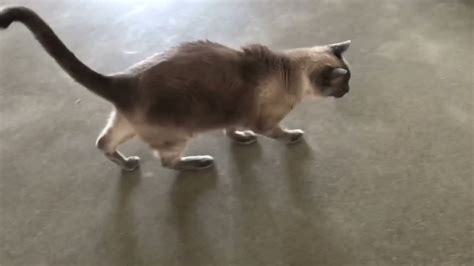 Diabetic Cat Walking With Dropped Hocks Feline Neuropathy Youtube