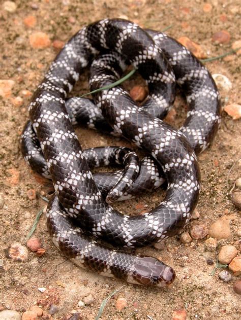An Extremely Rare New Species Of Snake Has Been Discovered In Australia