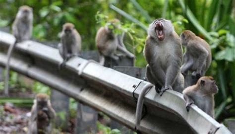 Ada Apa Dengan Monyet Sibaganding Topmetro News