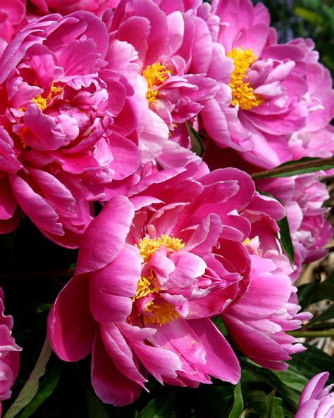 The Peony Is A Perennial Shrub That Blooms Each Summer With Big Vibrant
