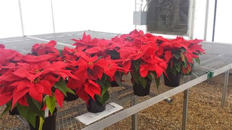Co Horts The Great Poinsettia Experiment That Failed