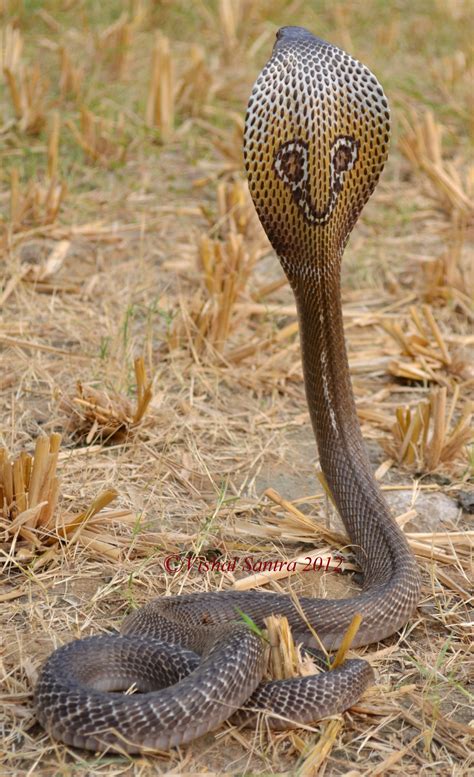 Spectacled Cobra