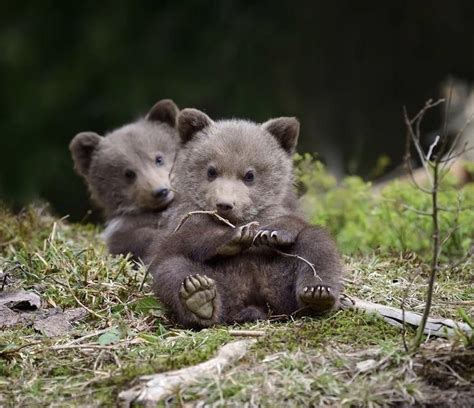 Two Cute Little Bear Cubs Rhardcoreaww