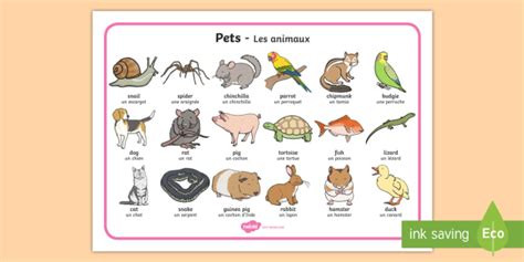 Pets Word Mat Englishfrench Domestic Animals Pets Word Mat