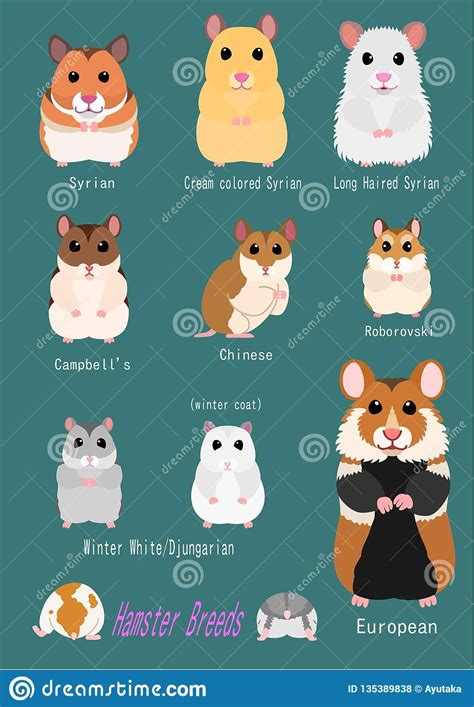 Illustration About Collection Of Hamster Breeds Various Breed Front