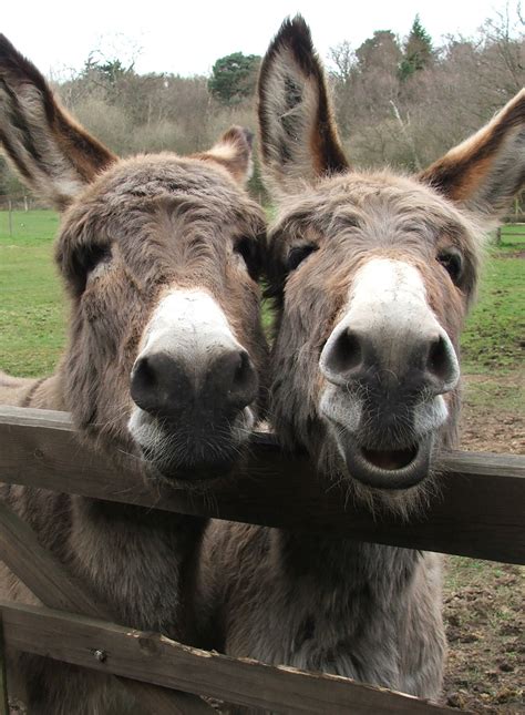 Two Little Donkeys Galesmind
