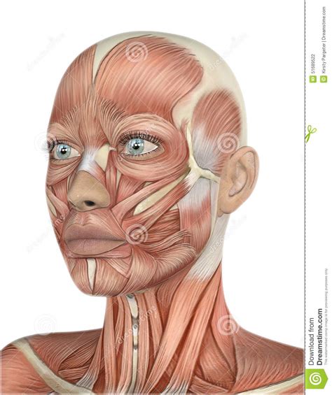 3d Female Face With Muscle Map Stock Illustration Illustration Of