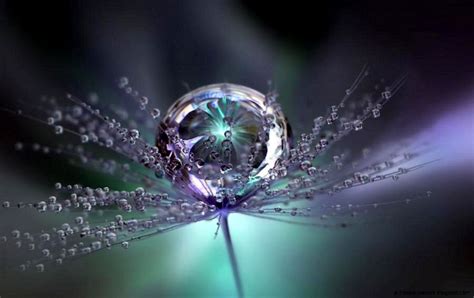 Beutiful Macro Photography Water Droplets Wallpaper All Hd Wallpapers