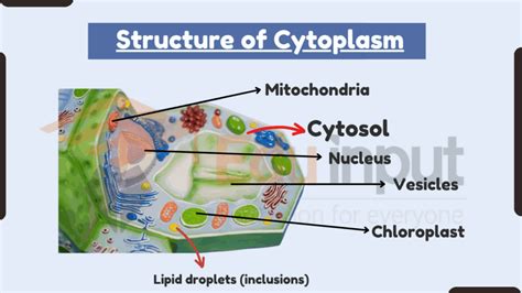 Cytoplasm Definition Structure Functions And Importance