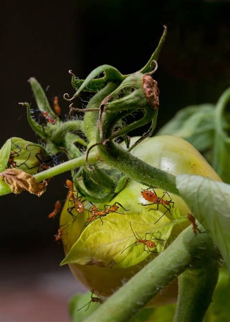 Leaf Footed Stink Bug Nymphs On Tomatoes Stock Image Image Of Insect