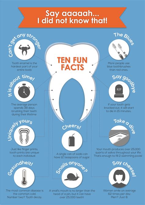 Fun Facts About Your Teeth Infographic Infographic List