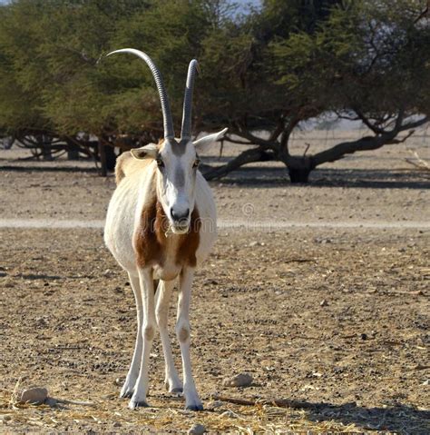 Asian Antelope In Hai Bar Nature Reserve Israel Stock Photo Image Of