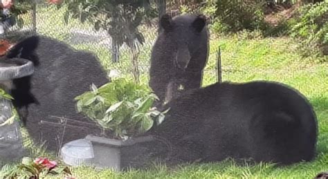 Year after bear cub shot, killed in Collier County, neighbors still