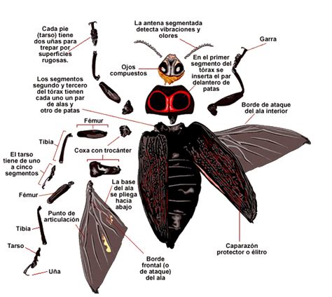 Las Partes De Un Insecto