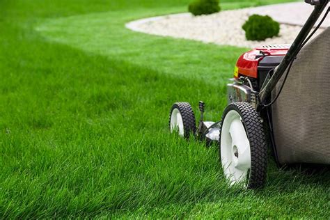 6 Reasons You Should Never Cut Your Lawn Too Low Before Winter A Z