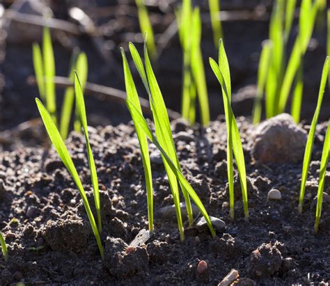 In spring, avoid walking on the grass for 8 to 12 weeks. How Long Does It Take for Grass Seed to Grow - Tool Digest