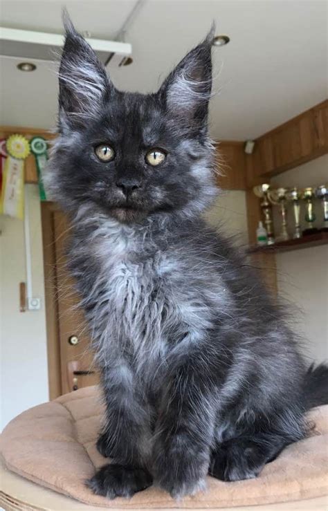 Females can be the maine coon cat of today flourished and slowly developed the distinctive characteristics uniqueto the breed. Pin on Maine Coon