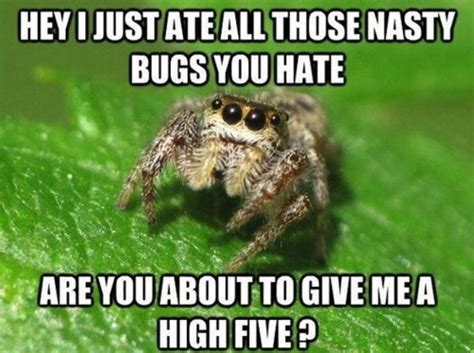 Image 565631 Misunderstood Spider Know Your Meme