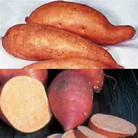 Sweet Potato Northern Collection Sweet Potatoes 2024 Rh Shumways