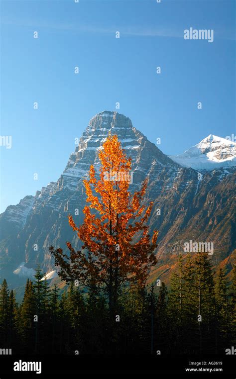 Autumn Colors And Mount Chephren Banff National Park Alberta Canada