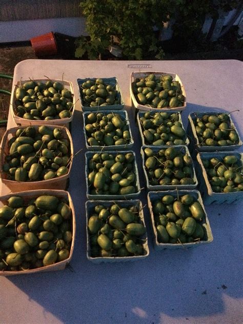 Dead silence (official theme song). Hardy Kiwi Harvest 2018 - General Fruit Growing - Growing ...