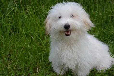 Coton De Tulear Dog Breeds Facts Advice And Pictures Mypetzilla Uk