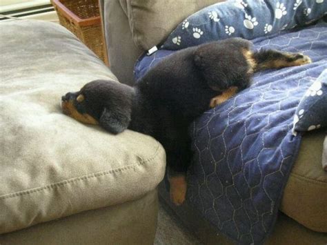 10 Hilarious Photos That Prove Rottweilers Can Sleep Absolutely Anywhere