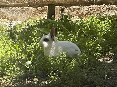 Abandoned Rabbits Returned Still Trying To Catch Them See Comment Rrabbits