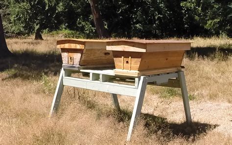 The sort of place that bees would naturally choose for a nest. A Multi-Style Hive Apiary | Bee Culture