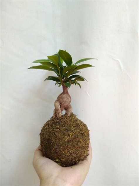 Maybe you would like to learn more about one of these? Kokedama - Ficus retusa/ginseng, Bonsai, Giardini volanti ...
