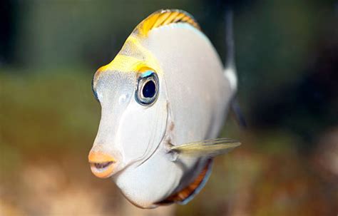 Unicorn Fish Stock Photos Pictures And Royalty Free Images Istock