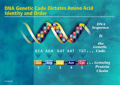 CISN - Cancer Research - Genetic Structure