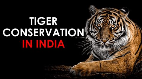Tiger Conservation Essay Essay On Tiger Conservation For Students And