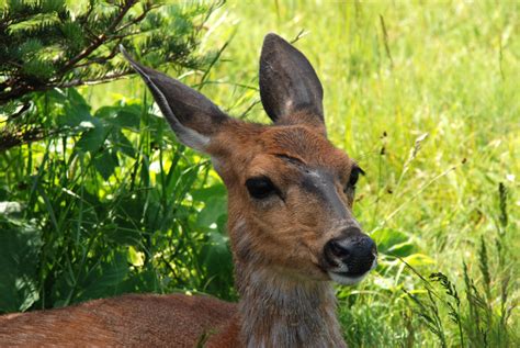 Fotos Gratis Animal Fauna Silvestre Ciervo Verde America Marrón