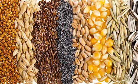 To be safe, a diet for celiac disease. Excess food grain stocks set to meet domestic needs