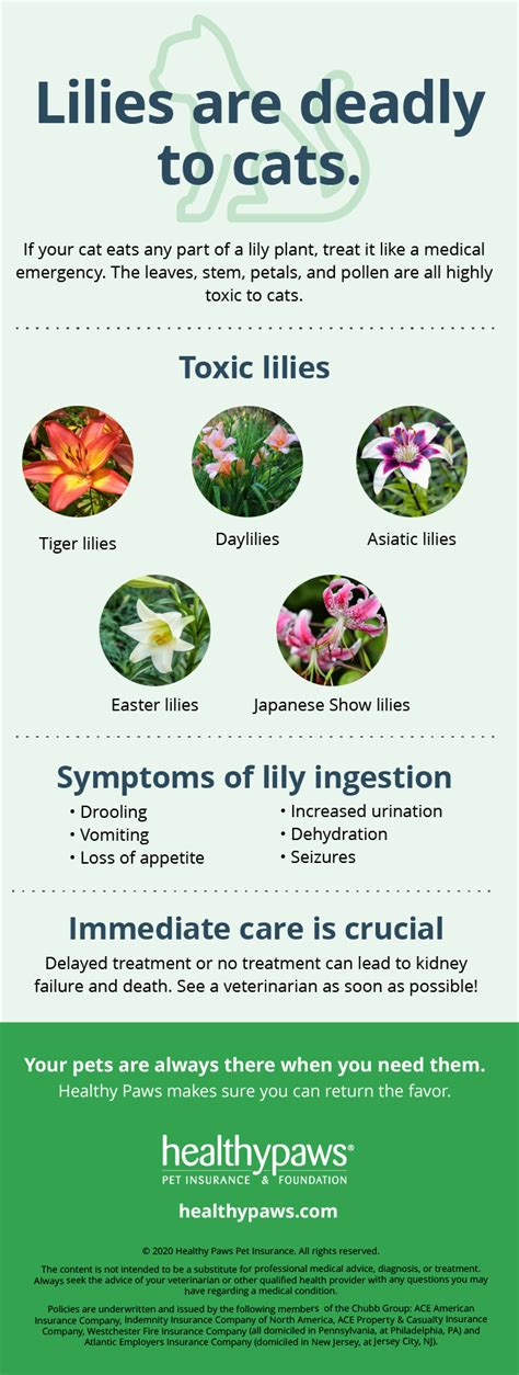 Lilies Are Deadly to Cats | Healthy Paws Pet Insurance